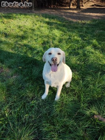 Labrador kutya örökbefogadót keres