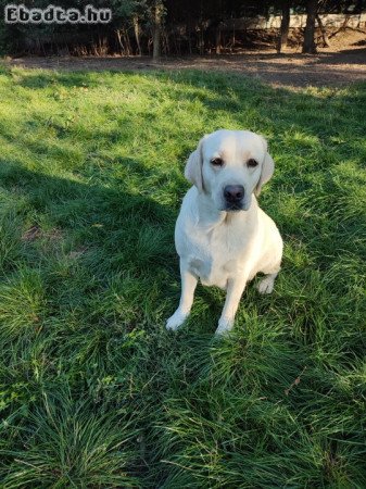 Labrador kutya örökbefogadót keres