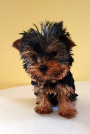 yorkshire terrier