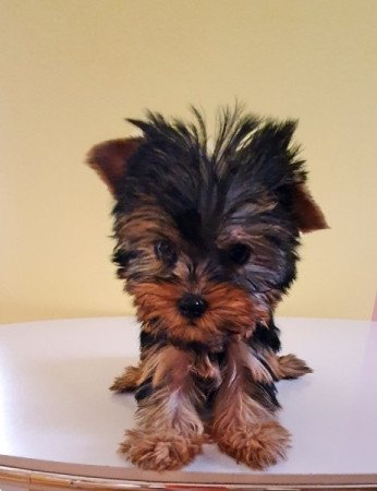 yorkshire terrier