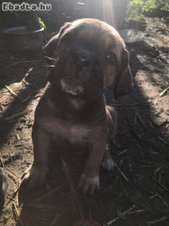 Cane corso kiskutyák