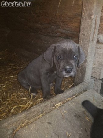 Cane corso kiskutyák