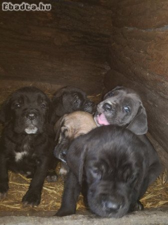 Cane corso kiskutyák