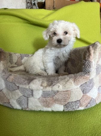 Bichon havanese