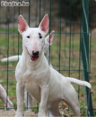 Mini bull terriers