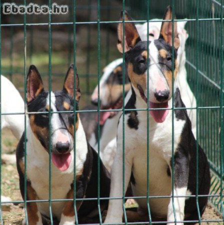 Mini bull terriers