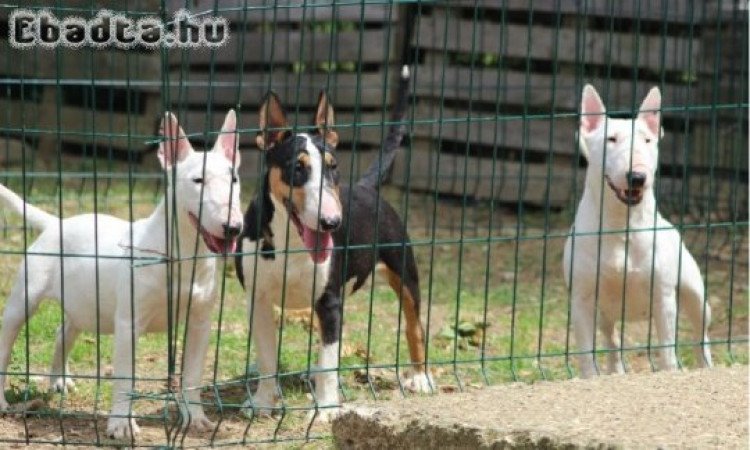 Mini bull terriers