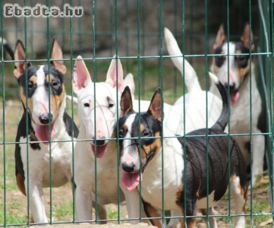 Mini bull terriers