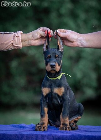 Doberman puppies