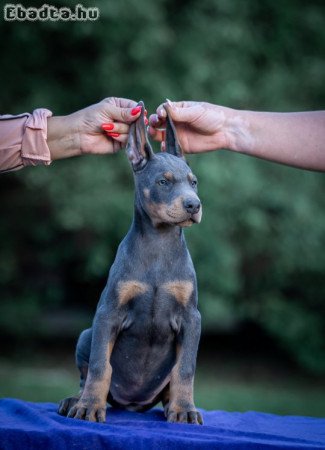 Doberman puppies