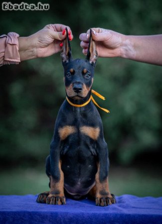 Doberman puppies