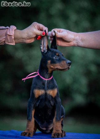 Doberman puppies