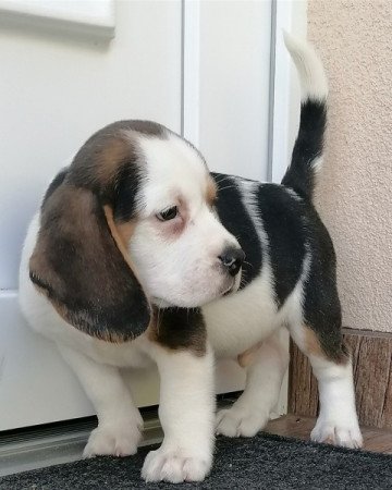 Beagle