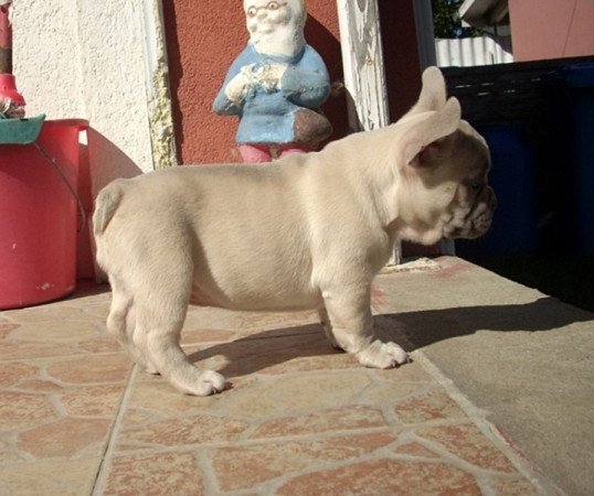 Francia bulldog