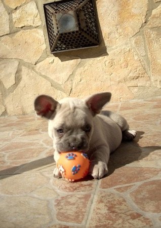 Francia bulldog