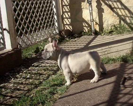 Francia bulldog