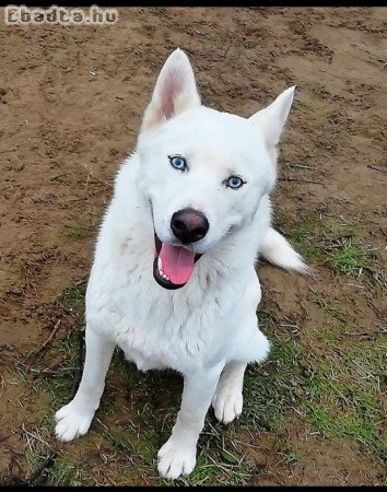 1,5 éves husky fiú gazdát keres