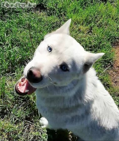 1,5 éves husky fiú gazdát keres