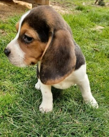 Beagle