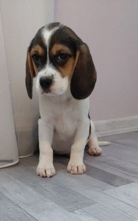 Beagle