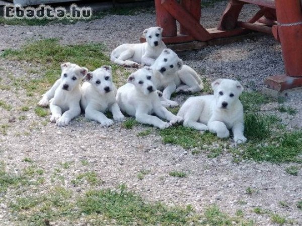 Közép-ázsiai szuka kiskutyák eladók