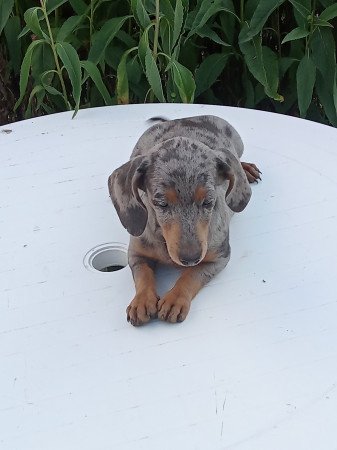 Harlekin tacskó szuka