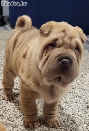 Shar-pei kiskutyák gazdira várnak