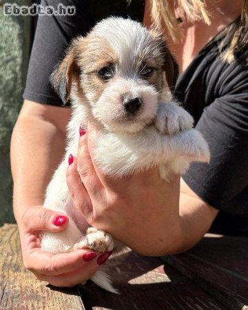 Jack russell terrier rough