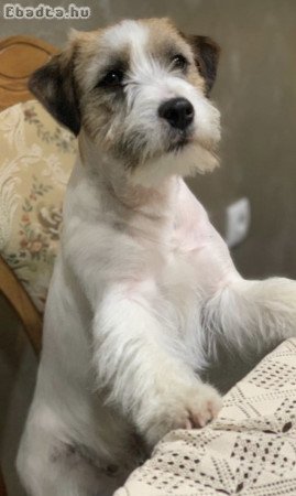 Jack russell terrier rough