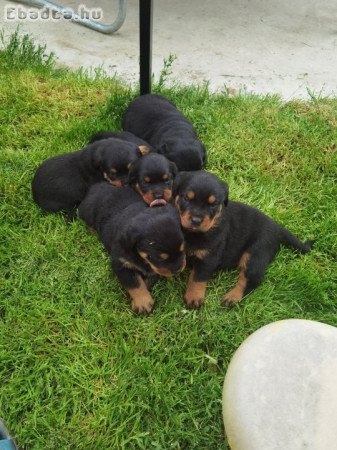 Rottweiler kiskutyák