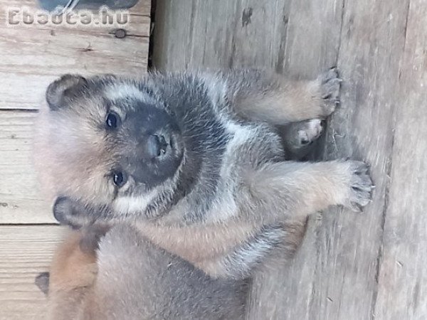 Shiba inu kiskutyàk eladók