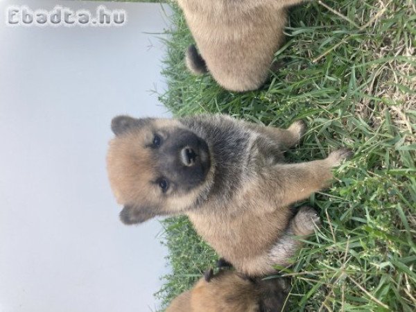 Shiba inu kiskutyàk eladók