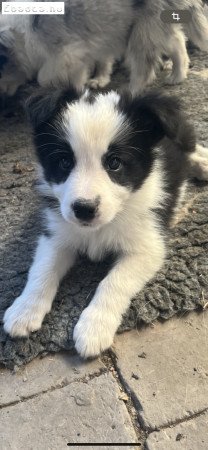 Törzskönyves Border Collie kan kiskutya