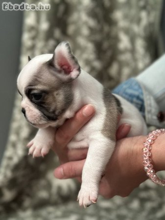 Francia bulldog kislányok eladóak