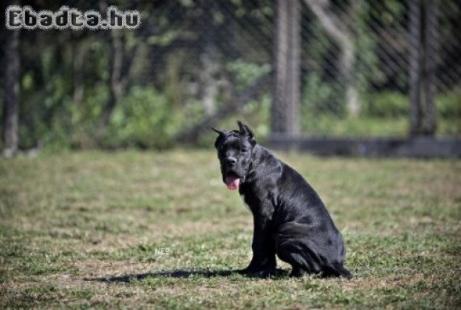 Cane Corso puppies