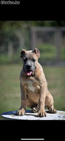 Cane Corso puppies