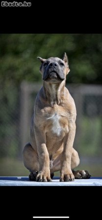 Cane Corso puppies