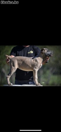 Cane Corso puppies