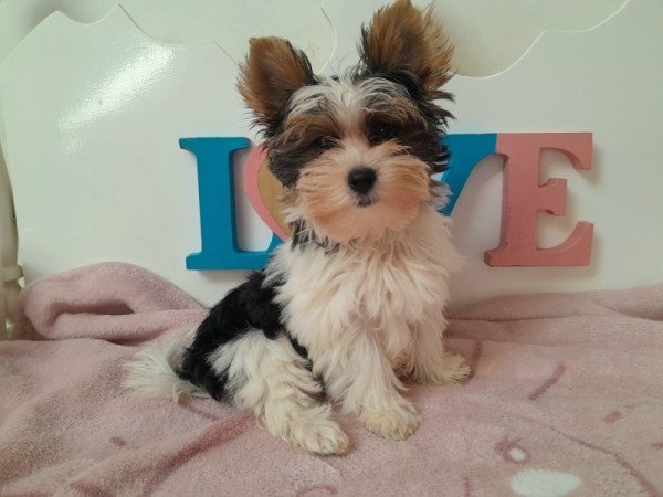 Biewer Yorkshire terrier