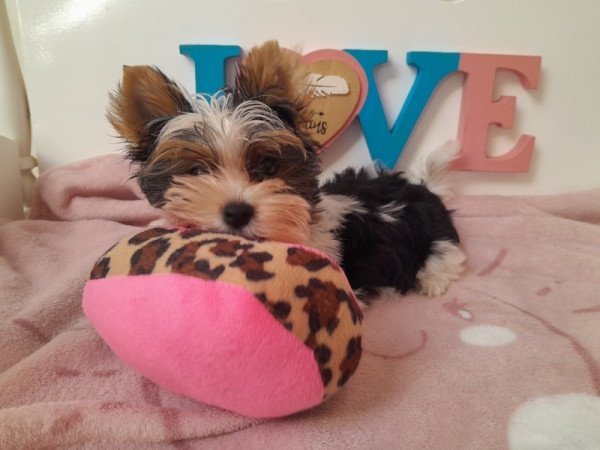 Biewer Yorkshire terrier