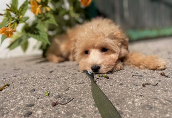 Maltipoo maltai es torpe uszkar