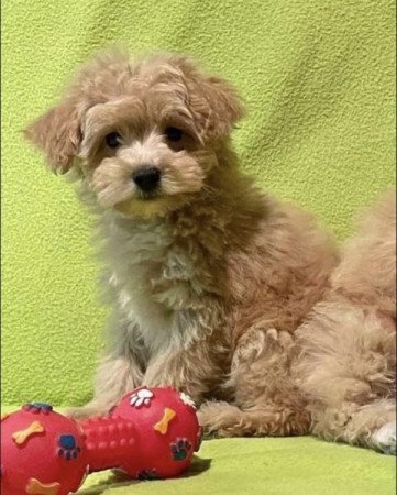 Maltipoo maltai es torpe uszkar