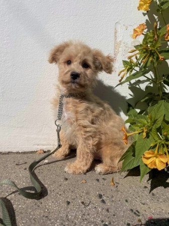 Maltipoo maltai es torpe uszkar