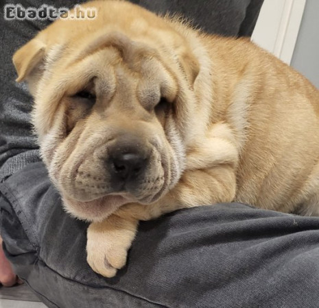 Shar-pei kiskutyák gazdira várnak