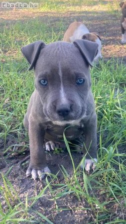 American-staffordshire-terrier kiskutya