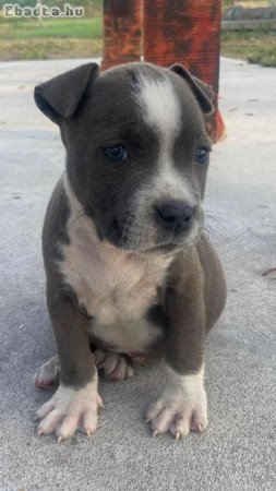 American-staffordshire-terrier kiskutya