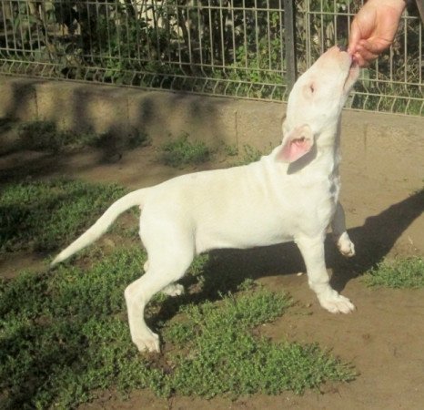 bullterrier