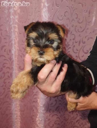 Yorkshire terrier kisfiúk