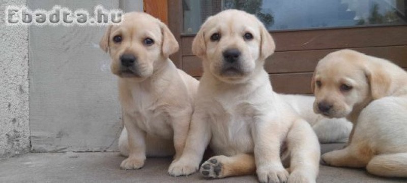 Zsemle színű Labrador jellegű kiskutyák