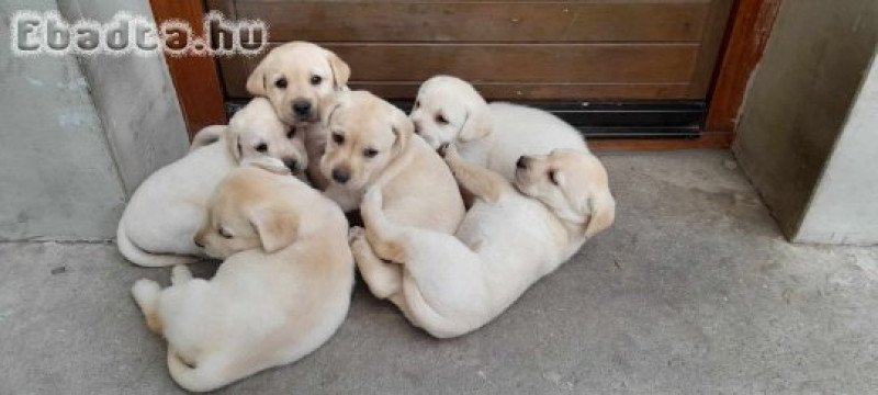 Zsemle színű Labrador jellegű kiskutyák